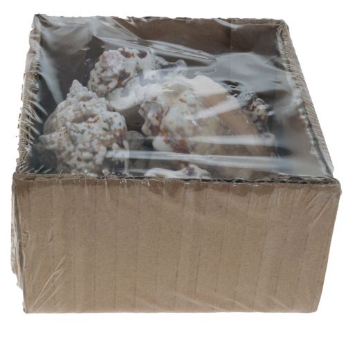 Floristik24 Conchas de caracol deco caracóis marinhos naturais 5,5-7,5cm 250g