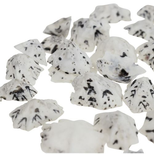 Floristik24 Shell Deco Shells Branco Preto Pequeno 1-2,5cm 250g