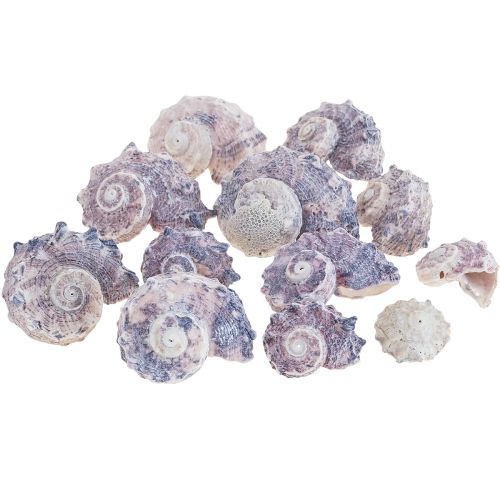 Floristik24 Conchas de Caracol Deco Caracóis Marinhos Roxo Branco 3-6cm 250g