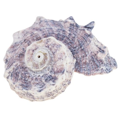 Floristik24 Conchas de Caracol Deco Caracóis Marinhos Roxo Branco 3-6cm 250g