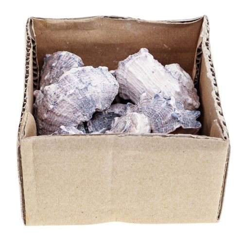 Floristik24 Conchas de Caracol Deco Caracóis Marinhos Roxo Branco 3-6cm 250g