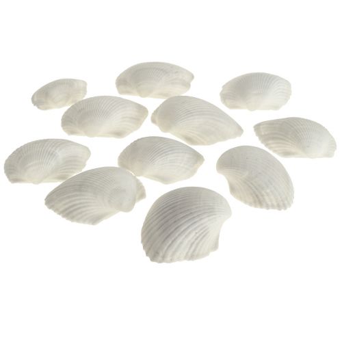 Shell Deco Conchas Brancas Berbigões vazios 5cm 250g