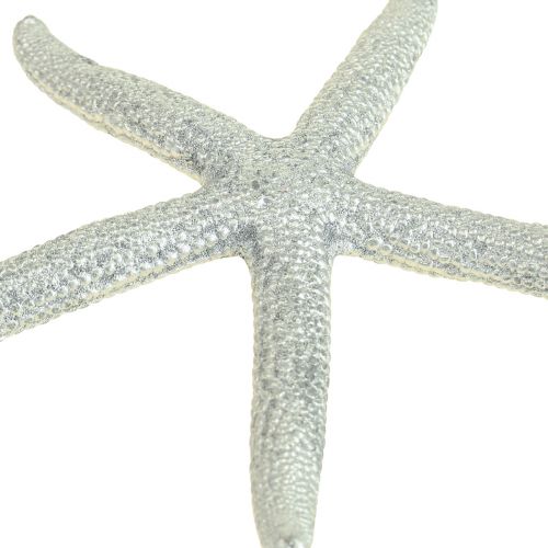 Floristik24 Estrela do mar prata decoração marítima estrela do mar decoração de verão 7,5 cm 10 peças