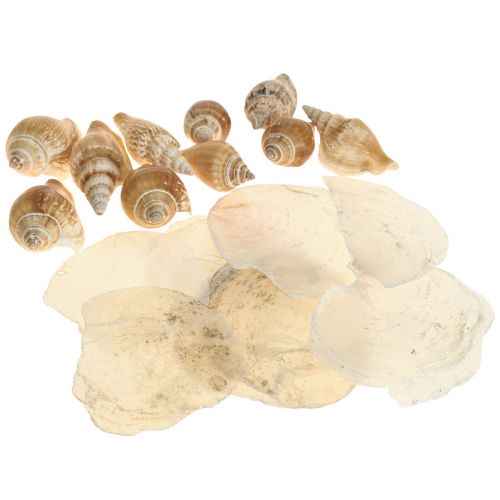 Itens Mexilhões Capiz decoração concha de caracol branco marítimo 600g