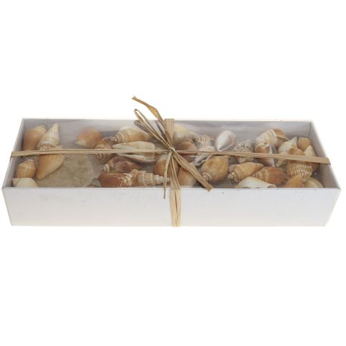 Floristik24 Mexilhões Capiz decoração concha de caracol branco marítimo 600g