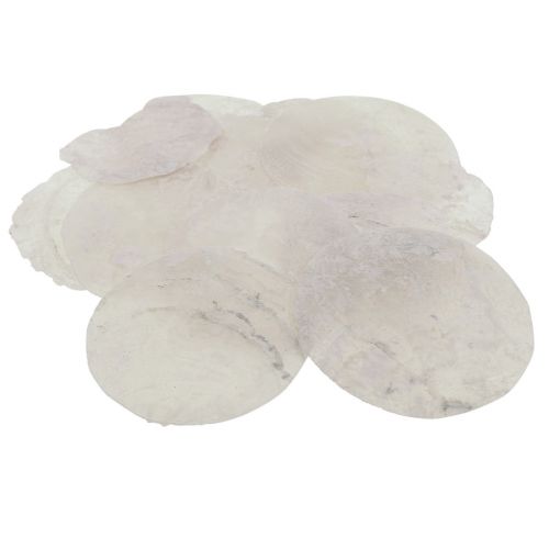 Floristik24 Conchas Capiz discos madrepérola decoração marítima Ø7cm 600g