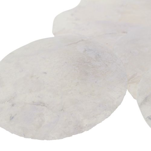 Floristik24 Conchas Capiz discos madrepérola decoração marítima Ø7cm 600g