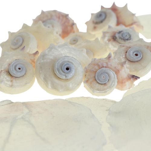 Floristik24 Capiz Mexilhões Caracol Deco Marítimo Branco Rosa 600g