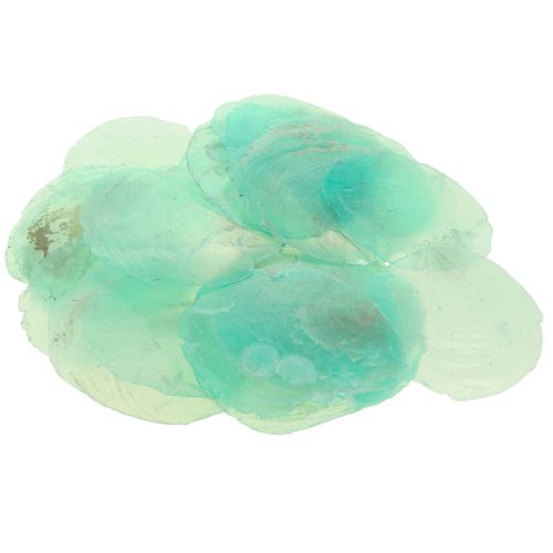 Floristik24 Conchas Capiz, discos capiz, discos madrepérola turquesa 6,5–9,5cm 650g