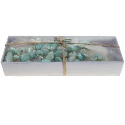 Floristik24 Concha de madrepérola Capiz Fatias de madrepérola Concha de caracol marinho verde 2–9cm 650g