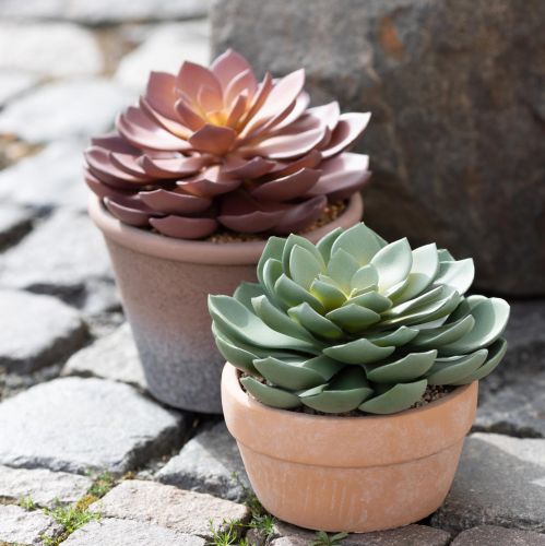 Itens Planta suculenta em vaso Echeveria artificial verde Ø15cm