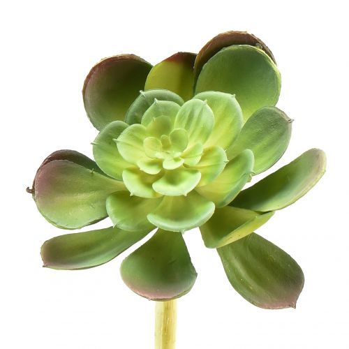 Floristik24 Planta artificial suculenta Echeveria artificial Ø7cm