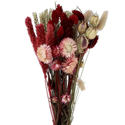 Floristik24 Buquê de flores secas flores de palha Phalaris vermelho 30cm