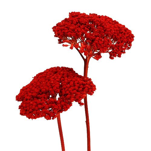 Floristik24 Achillea 1kg papoula vermelho