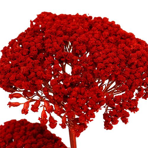 Floristik24 Achillea 1kg papoula vermelha