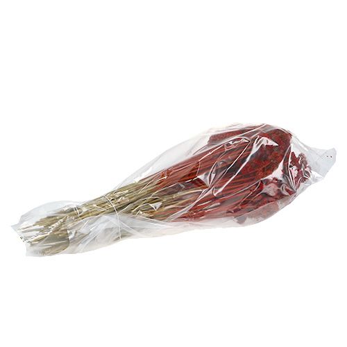 Floristik24 Achillea 1kg papoula vermelha