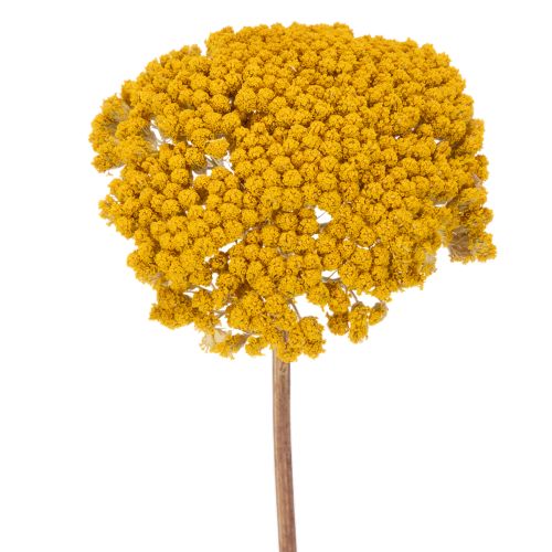 Achillea Natur Gelb (Mil-folhas) Flores Secas Amarelas 1kg comprar | Floristik24.pt