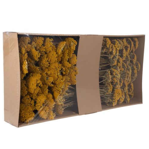 Achillea Natur Gelb