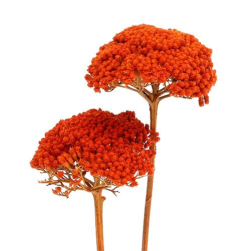 Itens Achillea 1kg laranja