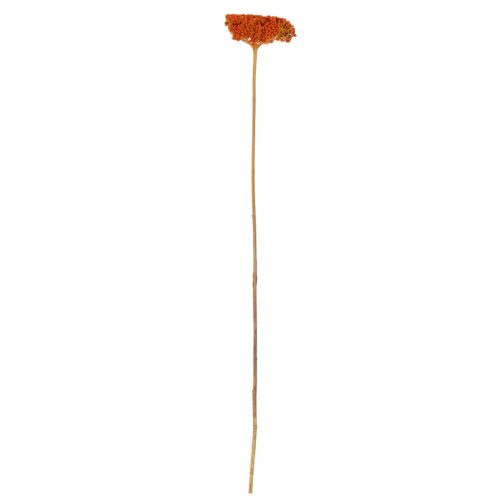 Flores secas de Aquileia laranja, milefólio, 45-60 cm, 1 kg | Floristik24.pt