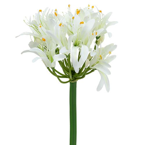 Floristik24 Agapanthus branco 78cm 1ud