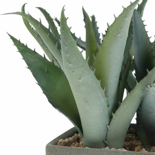 Floristik24 Suculenta agave em uma panela Alt.17cm