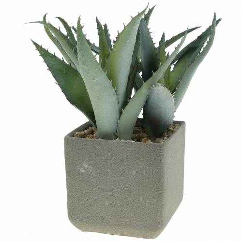 Floristik24 Suculenta agave em uma panela Alt.17cm