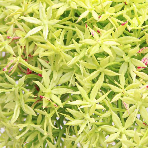 Itens Cebola ornamental artificial flor verde Allium Ø18cm 90cm