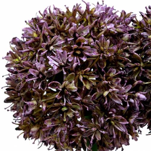 Floristik24 Cebola decorativa Allium artificial lilás 70 cm 3 unidades