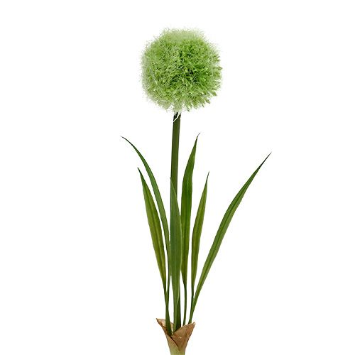 Floristik24 Allium verde L37.5cm 4pcs