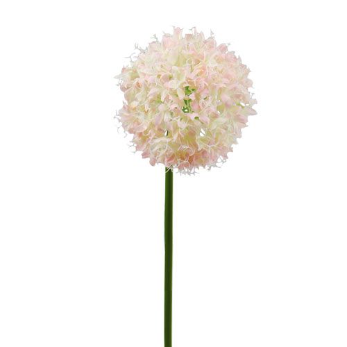 Floristik24 Allium creme-rosa Ø15cm C70cm