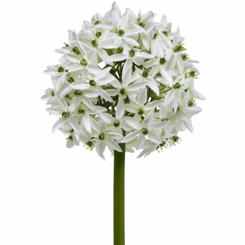 Floristik24 Flor decorativa Allium, bola de alho-poró artificial, cebola decorativa branca Ø20cm C72cm