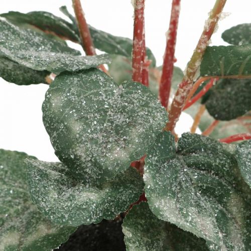 Floristik24 Cyclamen em creme 28cm