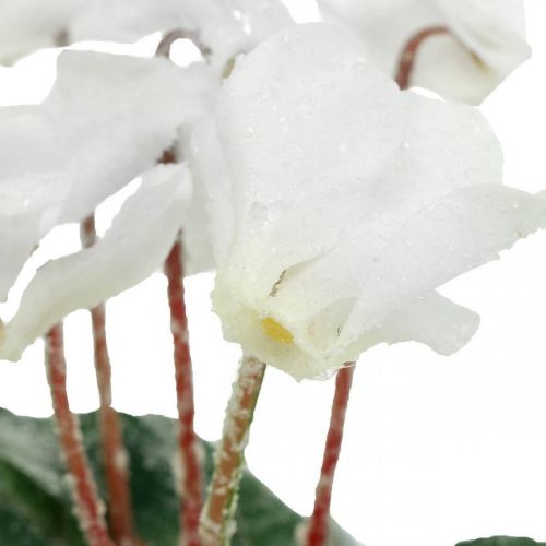 Floristik24 Cyclamen em creme 28cm