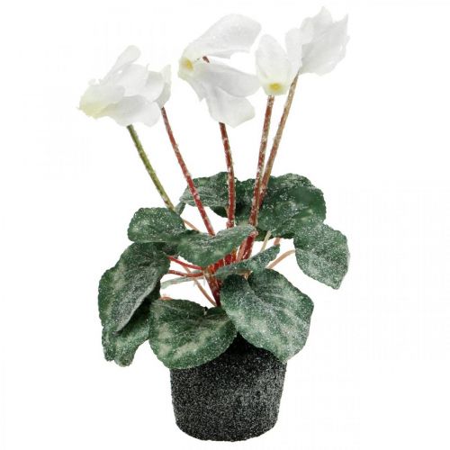 Floristik24 Cyclamen em creme 28cm