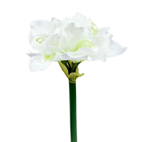 Floristik24 Flor de Amaryllis branca L 73cm 2pcs