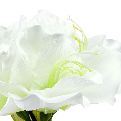 Floristik24 Flor de Amaryllis branca L 73cm 2pcs
