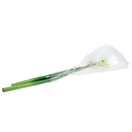 Floristik24 Flor de Amaryllis branca L 73cm 2pcs