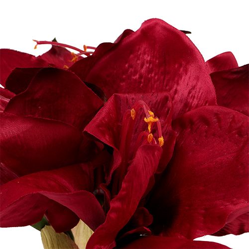 Floristik24 Amaryllis vermelho escuro L 73cm 2pcs