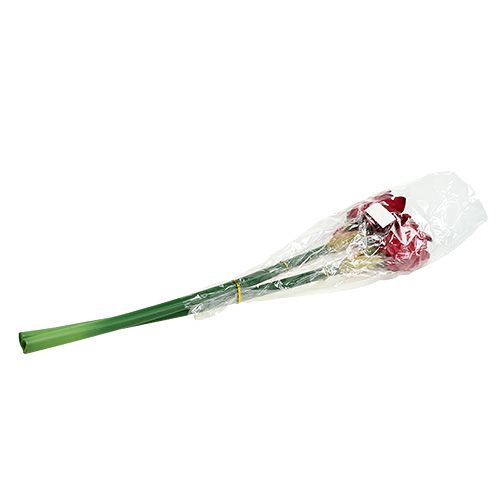 Floristik24 Amaryllis vermelho escuro L 73cm 2pcs