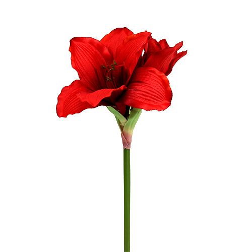 Floristik24 Amaryllis red L 68cm 1p