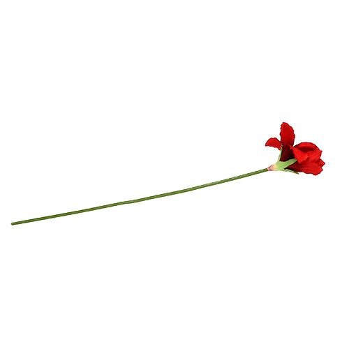 Floristik24 Amaryllis red L 68cm 1p