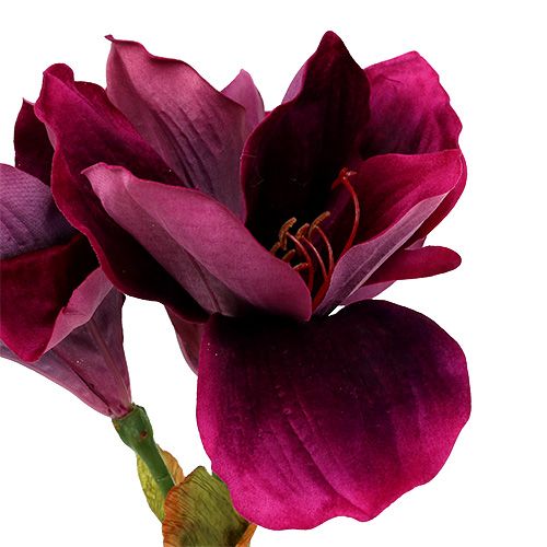 Floristik24 Amarílis com veludo urze 60cm