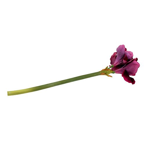 Floristik24 Amarílis com veludo urze 60cm