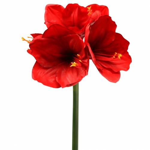 Floristik24 Amaryllis vermelho 75cm