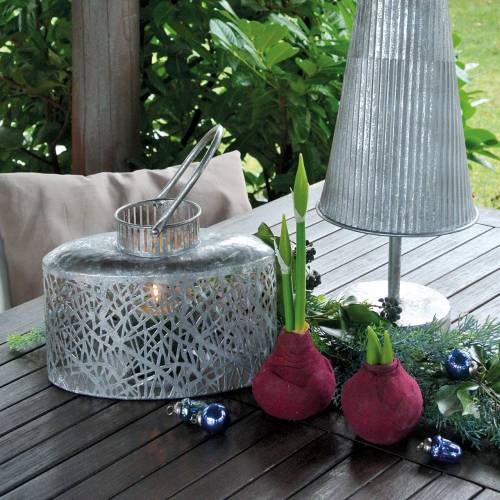 Floristik24 Lâmpada Amarílis Artificial Borgonha H12.5cm 3pcs