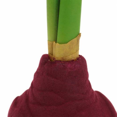 Floristik24 Tubérculo de Amaryllis com botões Artificial 30cm Burgundy