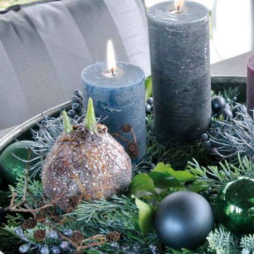 Floristik24 Bulbo de Amaryllis com glitter artificial marrom Alt.19cm