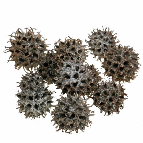 Floristik24 Cones de Sweetgum Nature Washed Branco 250g