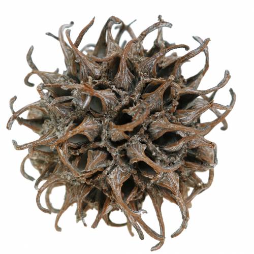 Itens Cones de Sweetgum Nature Washed Branco 250g